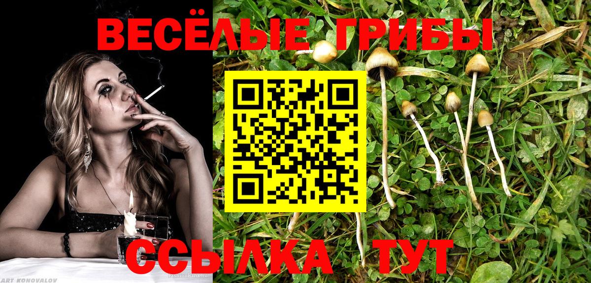 Галлюциногенные грибы Psilocybe Шебекино